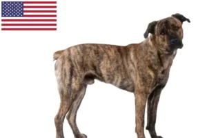 Read more about the article Cão Fila de São Miguel hodowcy i szczenięta w USA