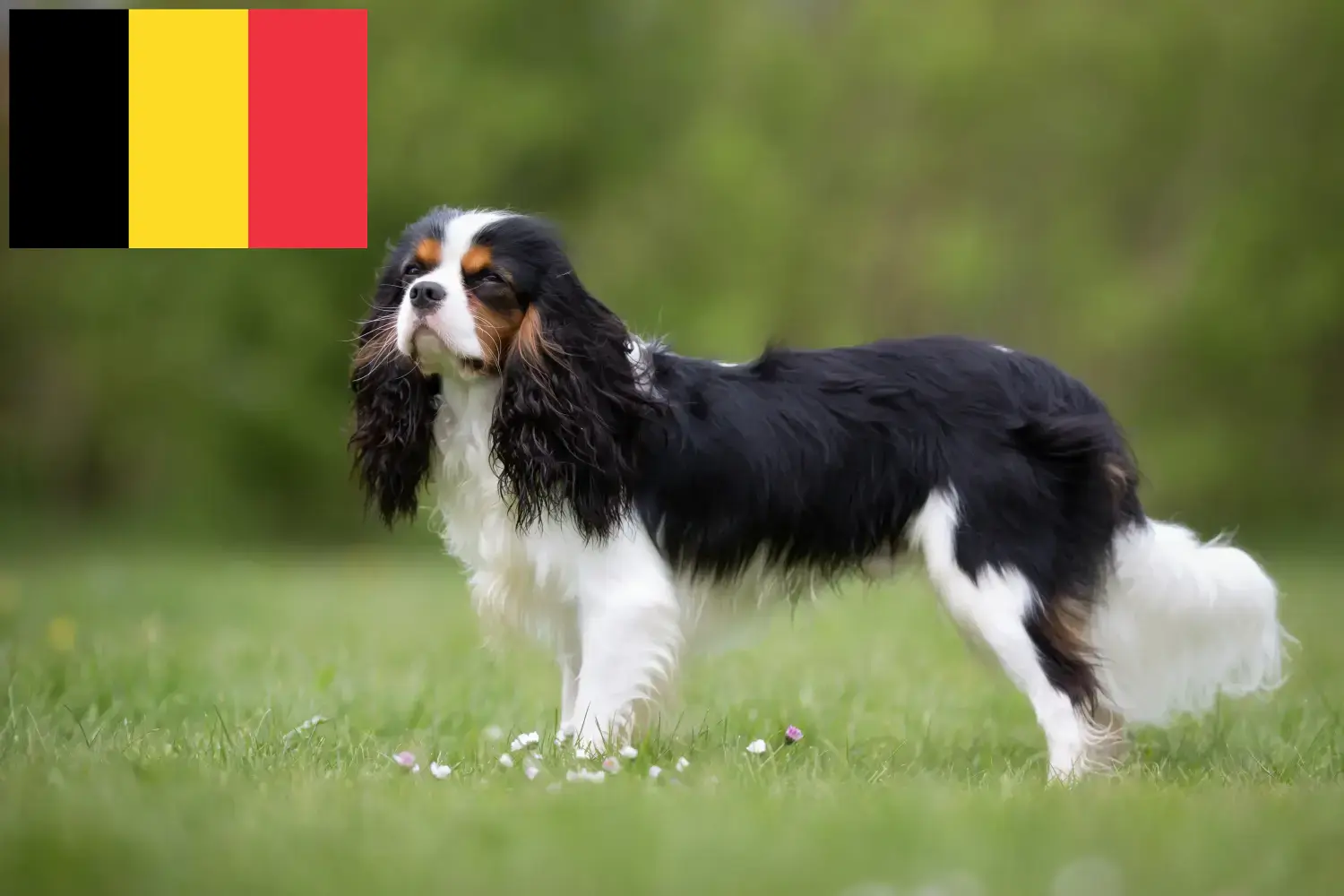 Cavalier King Charles Spaniel szczenięta i hodowcy Belgia Znajdź hodowców Cavalier King Charles Spaniels w Belgia.