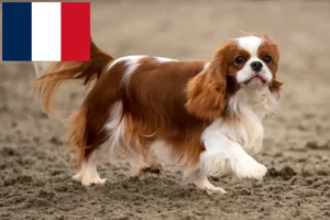 Read more about the article Hodowcy i szczenięta Cavalier King Charles Spaniel w Reunion