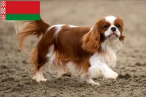 Read more about the article Hodowcy i szczenięta Cavalier King Charles Spaniel w Białoruś