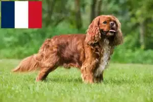 Read more about the article Hodowcy i szczenięta Cavalier King Charles Spaniel w Francja