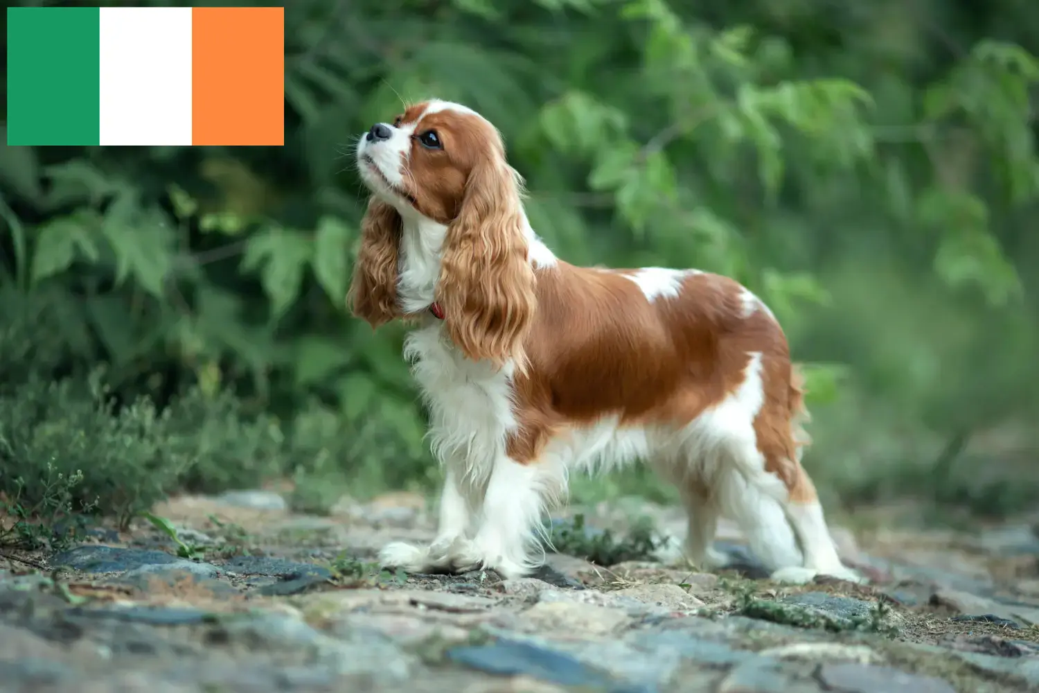 Cavalier King Charles Spaniel szczenięta i hodowcy Irlandia Znajdź hodowców Cavalier King Charles Spaniels w Irlandia.