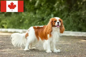 Read more about the article Hodowcy i szczenięta Cavalier King Charles Spaniel w Kanada