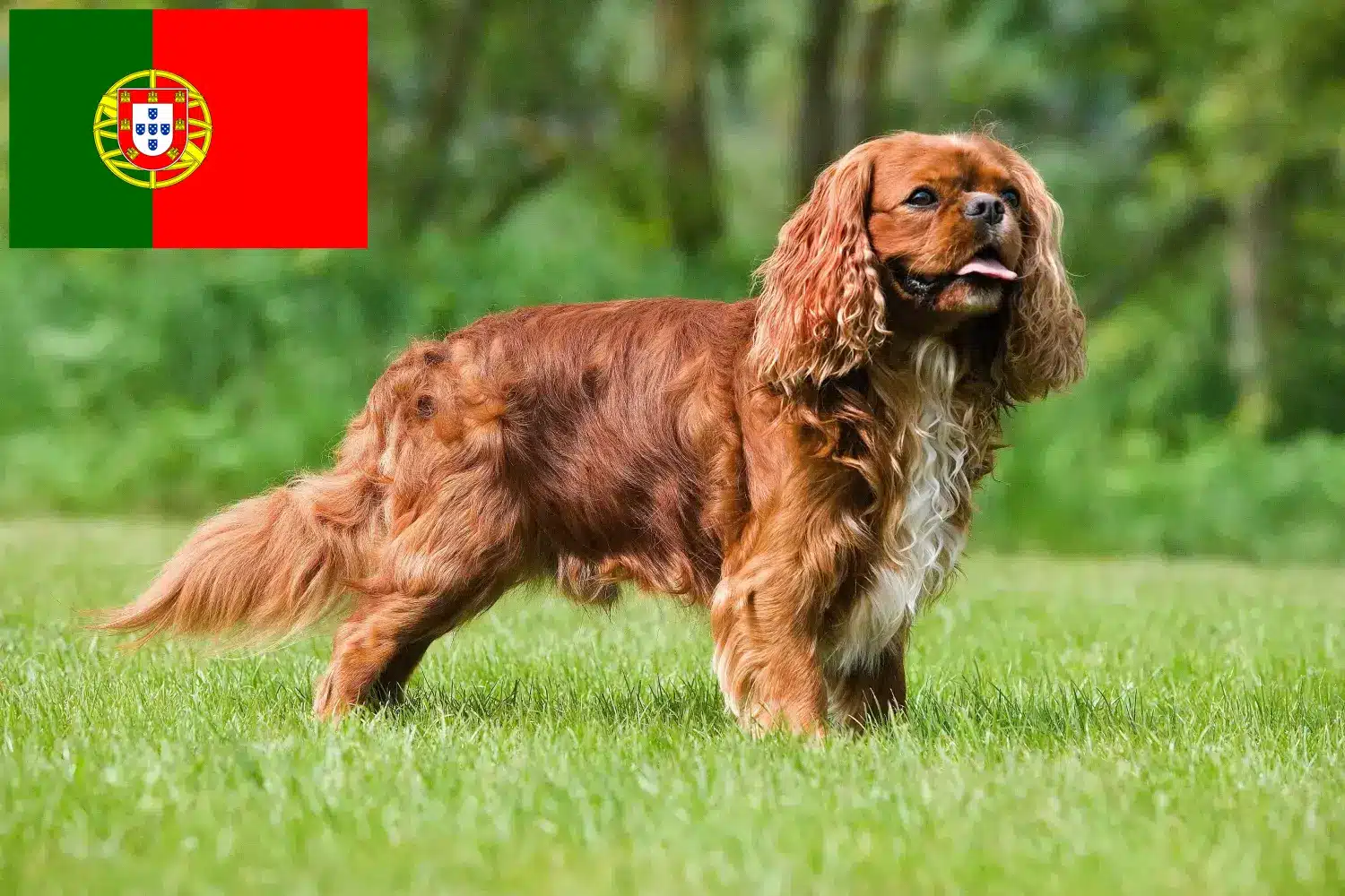 Cavalier King Charles Spaniel szczenięta i hodowcy Portugalia Tutaj znajdą Państwo hodowców Cavalier King Charles Spaniel w Portugalia.