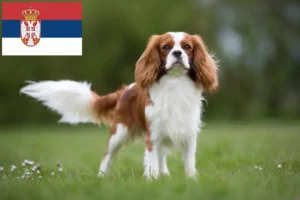 Read more about the article Hodowcy i szczenięta Cavalier King Charles Spaniel w Serbia