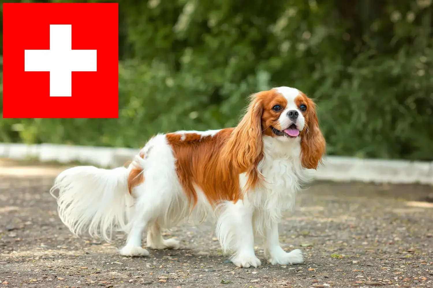 Cavalier King Charles Spaniel szczenięta i hodowcy Szwajcaria Tutaj znajdziesz hodowców rasy Cavalier king Charles spaniel w Szwajcaria.