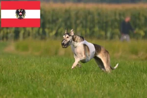 Read more about the article Chart polski hodowcy i szczenięta w Austria