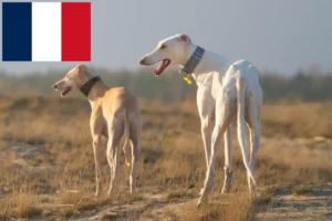 Read more about the article Chart Polski hodowcy i szczenięta w Francja