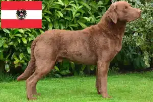 Read more about the article Hodowcy i szczenięta Chesapeake Bay Retriever w Austria