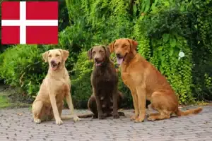 Read more about the article Hodowcy i szczenięta Chesapeake Bay Retriever w Dania