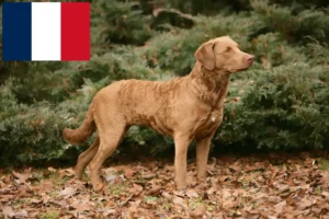 Read more about the article Hodowcy i szczenięta Chesapeake Bay Retriever w Francja