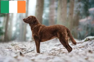 Read more about the article Hodowcy i szczenięta Chesapeake Bay Retriever w Irlandia