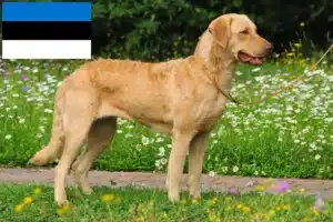 Read more about the article Hodowcy i szczenięta Chesapeake Bay Retriever w Estonia