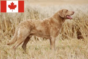 Read more about the article Hodowcy i szczenięta Chesapeake Bay Retriever w Kanada