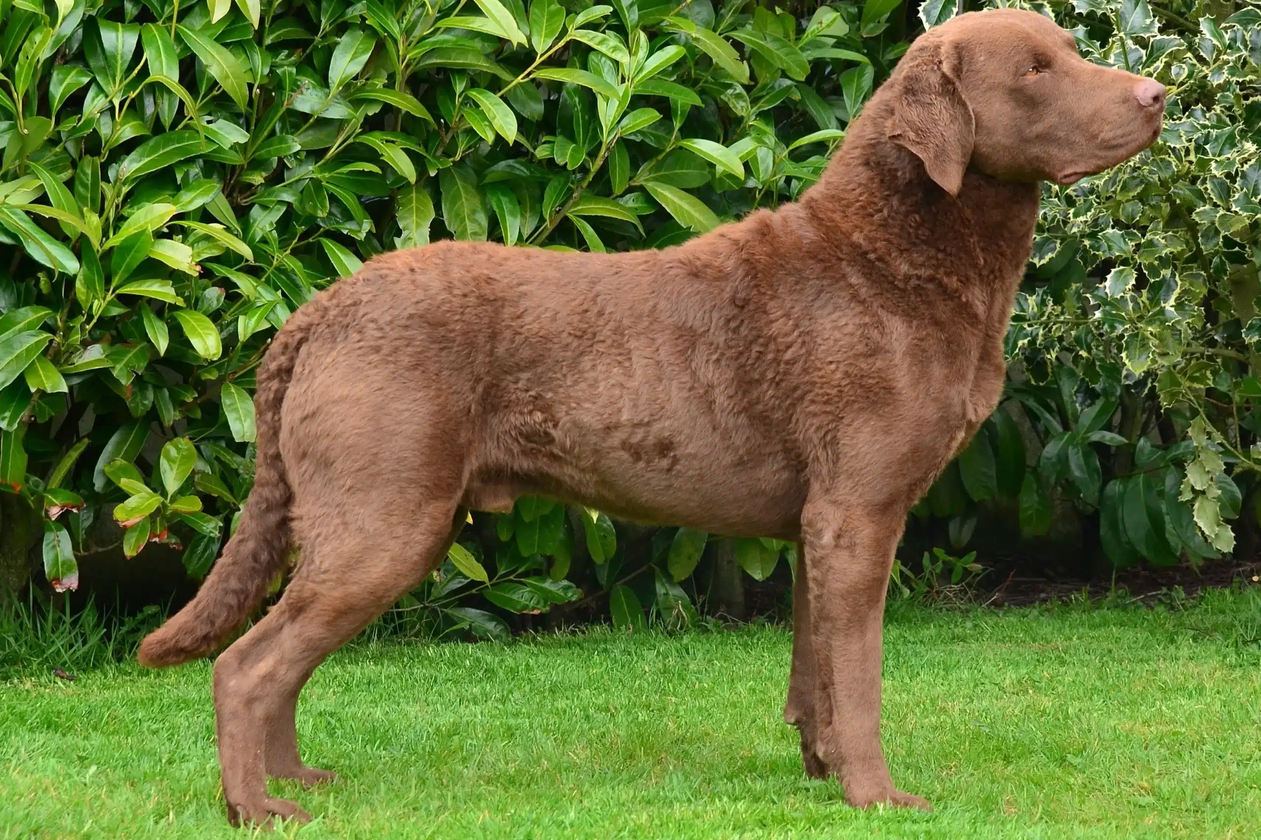 Read more about the article Hodowca Chesapeake Bay Retriever