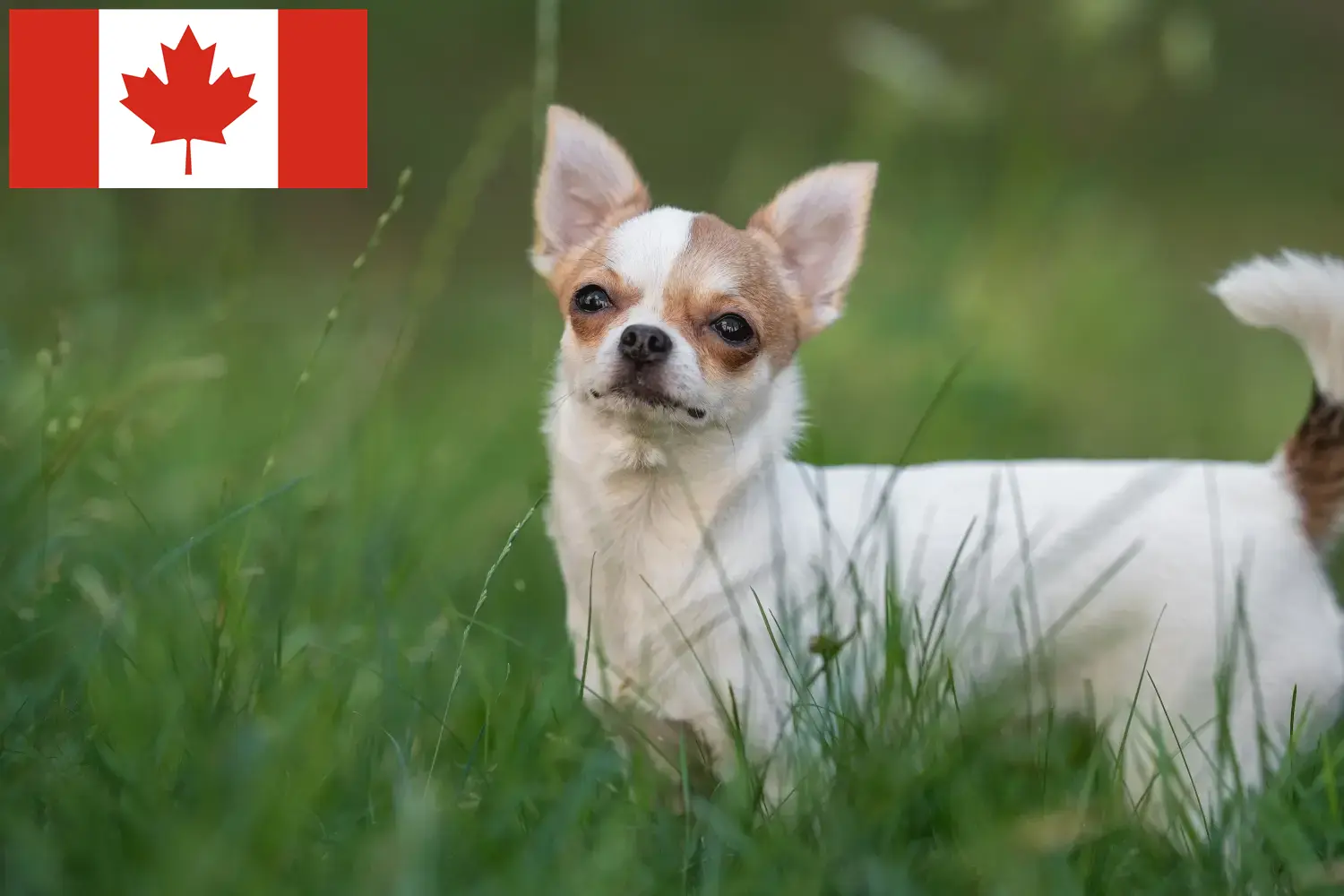 Chihuahua szczenięta i hodowcy Kanada Znajdź tutaj hodowców rasy Chihuahua w Kanada.