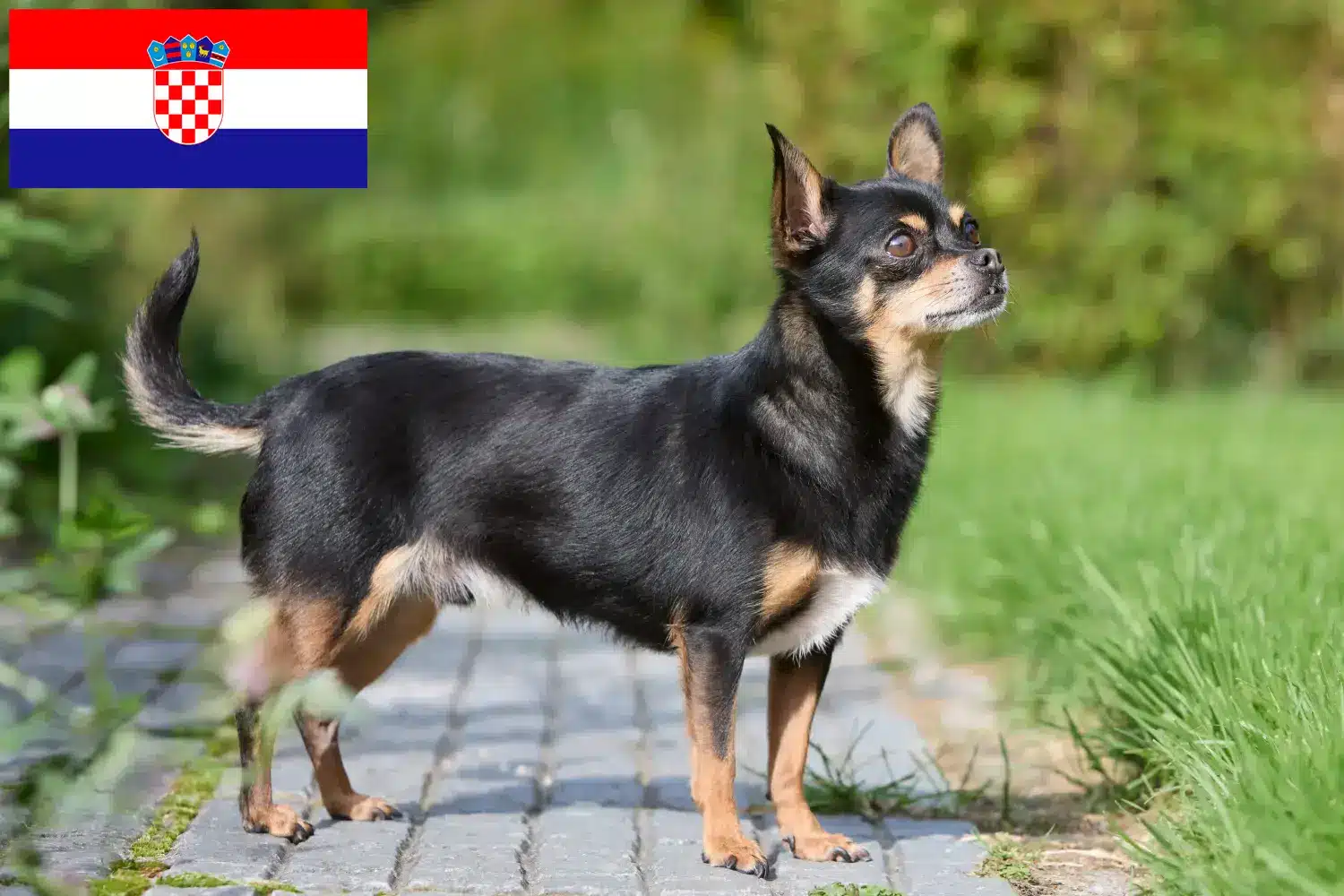 Chihuahua szczenięta i hodowcy Chorwacja Znajdź hodowców rasy Chihuahua w Chorwacja tutaj.