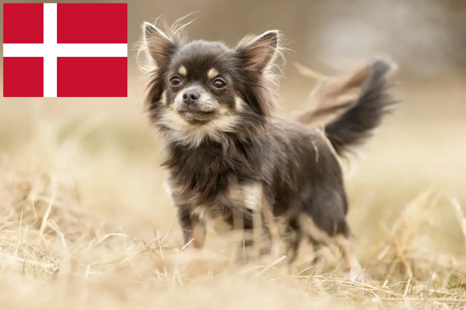 Chihuahua szczenięta i hodowcy Dania Znajdź tutaj hodowców rasy Chihuahua w Dania.