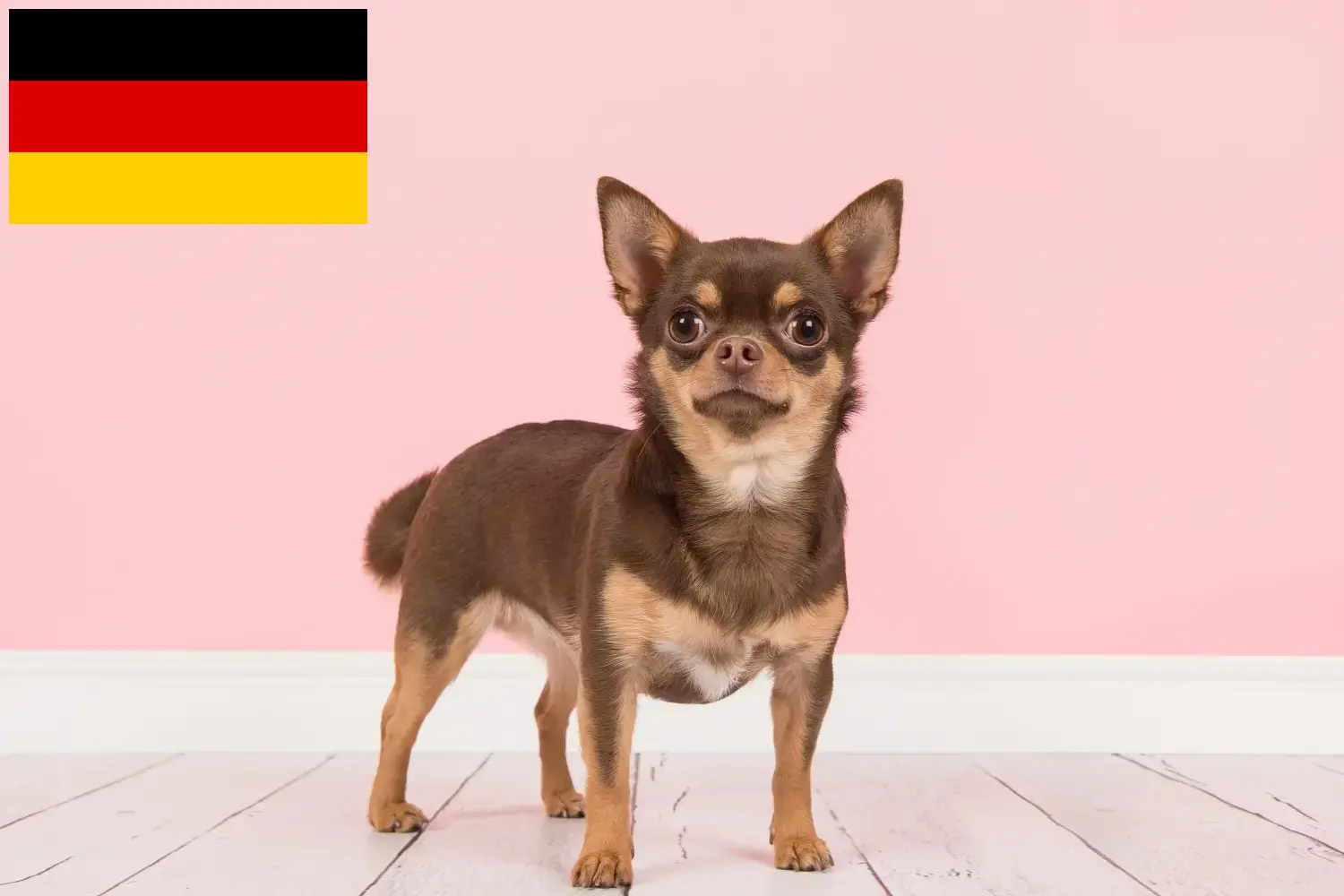 Chihuahua szczenięta i hodowcy Niemcy Tutaj znajdziesz hodowców rasy Chihuahua w Niemcy.