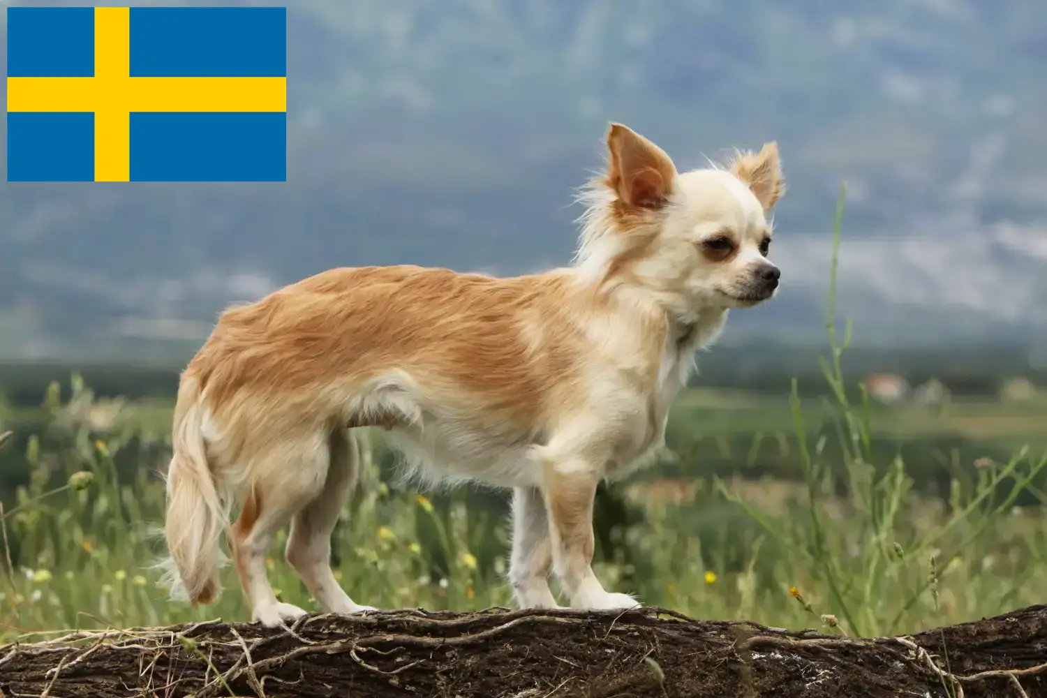 Chihuahua szczenięta i hodowcy Szwecja Znajdź tutaj hodowców rasy Chihuahua w Szwecja.