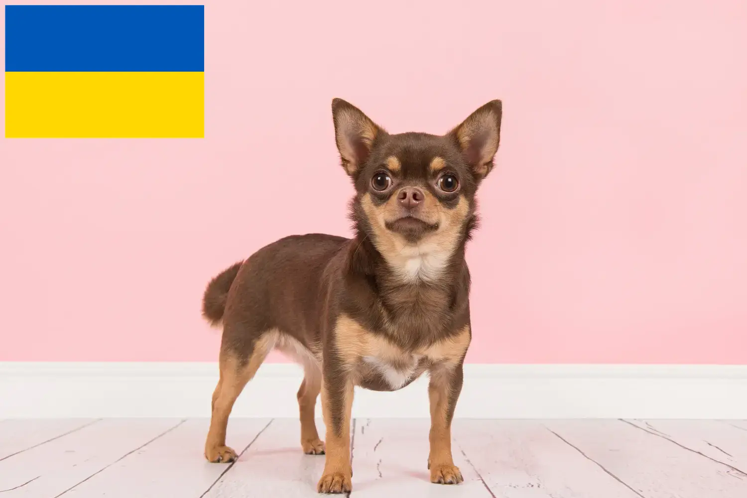Chihuahua szczenięta i hodowcy Ukraina Znajdź hodowców Chihuahua w Ukraina tutaj.