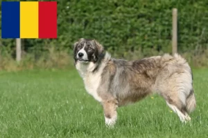 Read more about the article Ciobănesc Românesc Hodowcy i szczenięta karpatyny w Rumunia