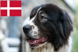 Read more about the article Ciobănesc Românesc de Bucovina Hodowca i szczenięta w Danii