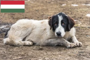 Read more about the article Ciobănesc Românesc de Bucovina hodowcy i szczenięta w Węgry