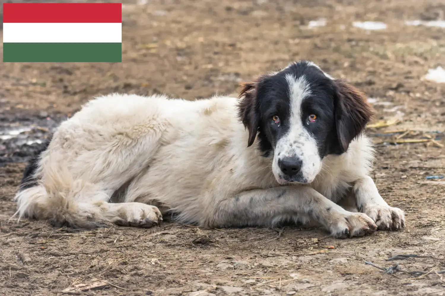 Read more about the article Ciobănesc Românesc de Bucovina hodowcy i szczenięta w Węgry