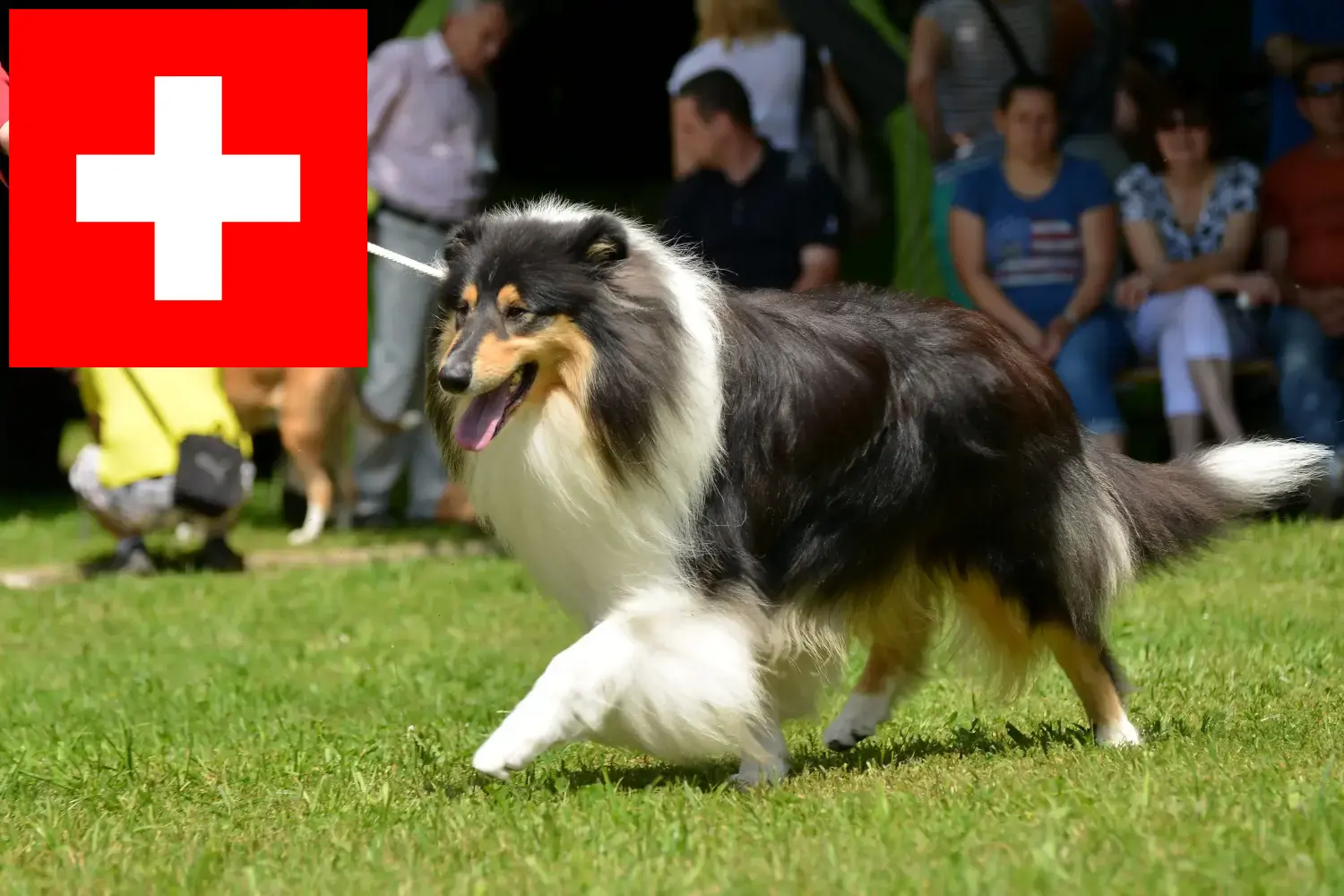 Szczenięta collie i hodowcy Szwajcaria Tutaj znajdziesz hodowców collie w Szwajcaria.