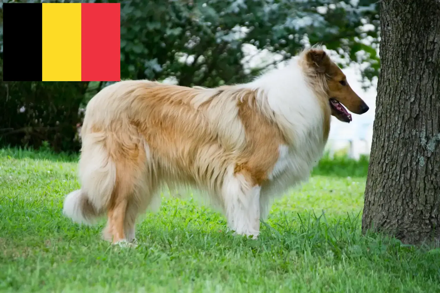 Szczenięta collie i hodowcy Belgia Tutaj znajdziesz hodowców rasy Collies w Belgia.