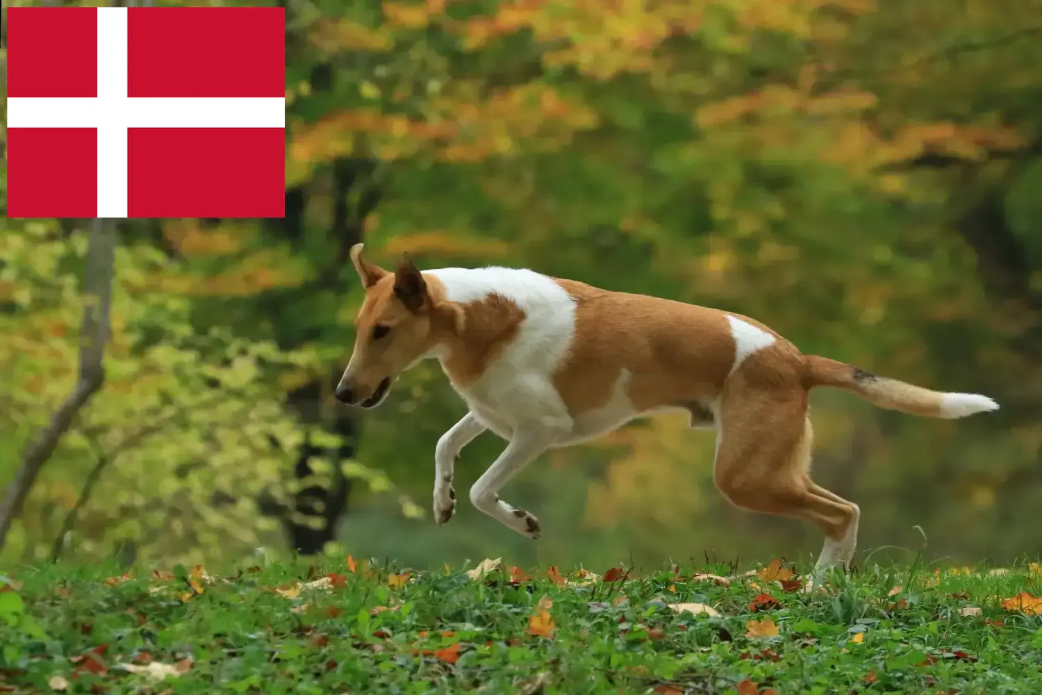 Szczenięta collie i hodowcy Dania Tutaj możesz znaleźć hodowców collie w Dania.
