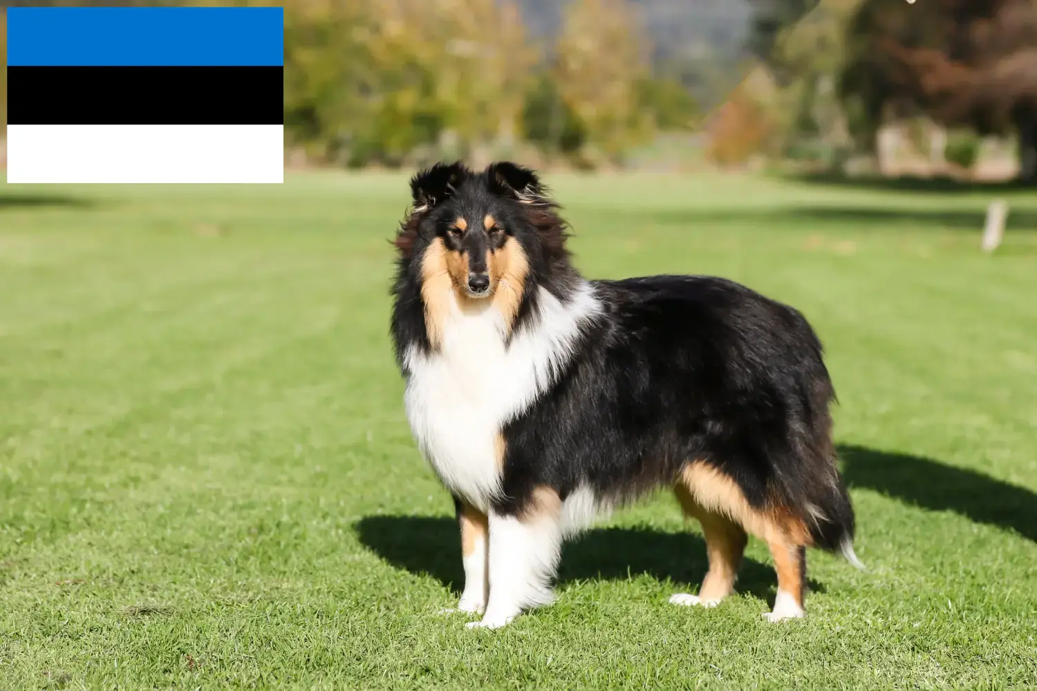 Szczeniaki collie i hodowcy Estonia Znajdź hodowców collie w Estonia.