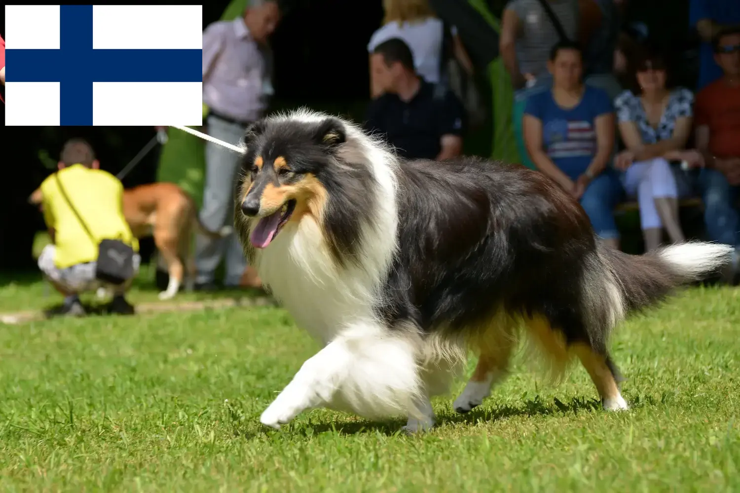 Szczenięta collie i hodowcy Finlandia Tutaj znajdą Państwo hodowców collie w Finlandia.