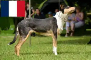 Read more about the article Hodowcy i szczenięta Collie w Francja