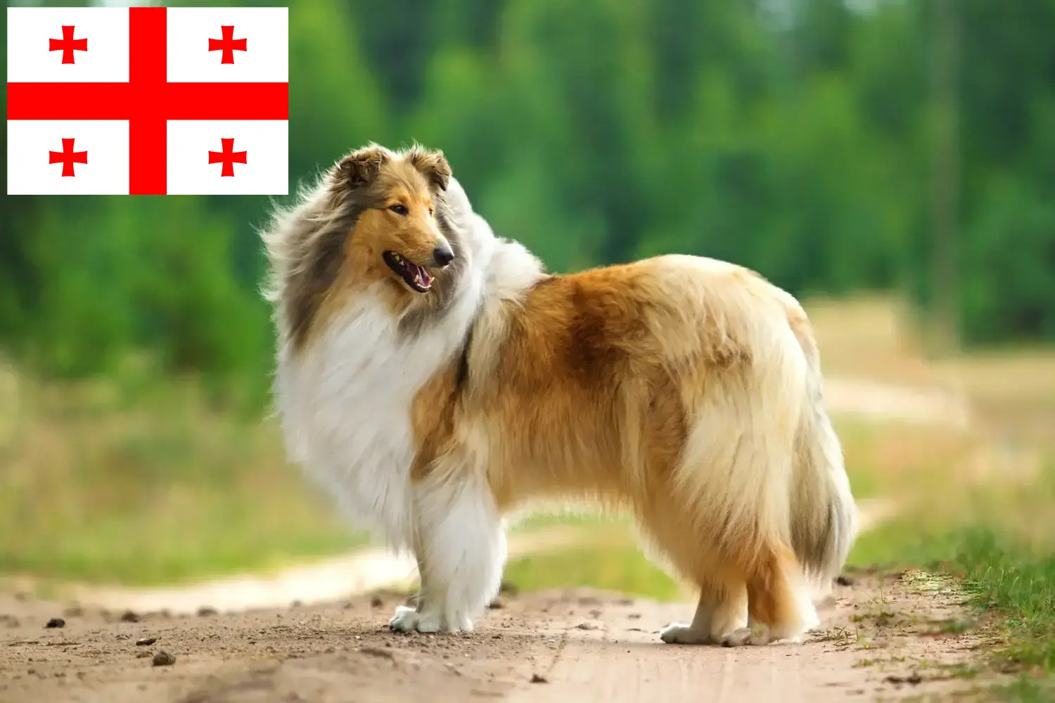 Szczeniaki collie i hodowcy Gruzja Tutaj znajdą Państwo hodowców collie w Georgia.