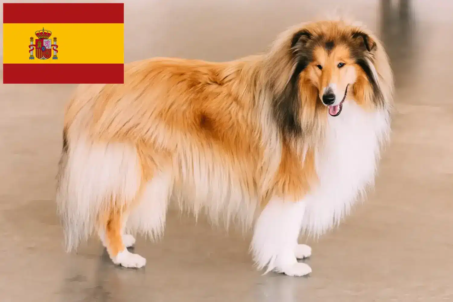 Szczenięta collie i hodowcy Hiszpania Tutaj znajdziesz hodowców collie w Hiszpania.
