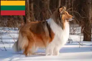 Read more about the article Hodowcy i szczenięta Collie w Litwa