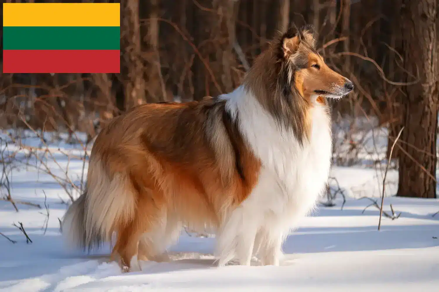 Collie szczenięta i hodowcy Litwa Tutaj znajdą Państwo hodowców collie w Litwa.