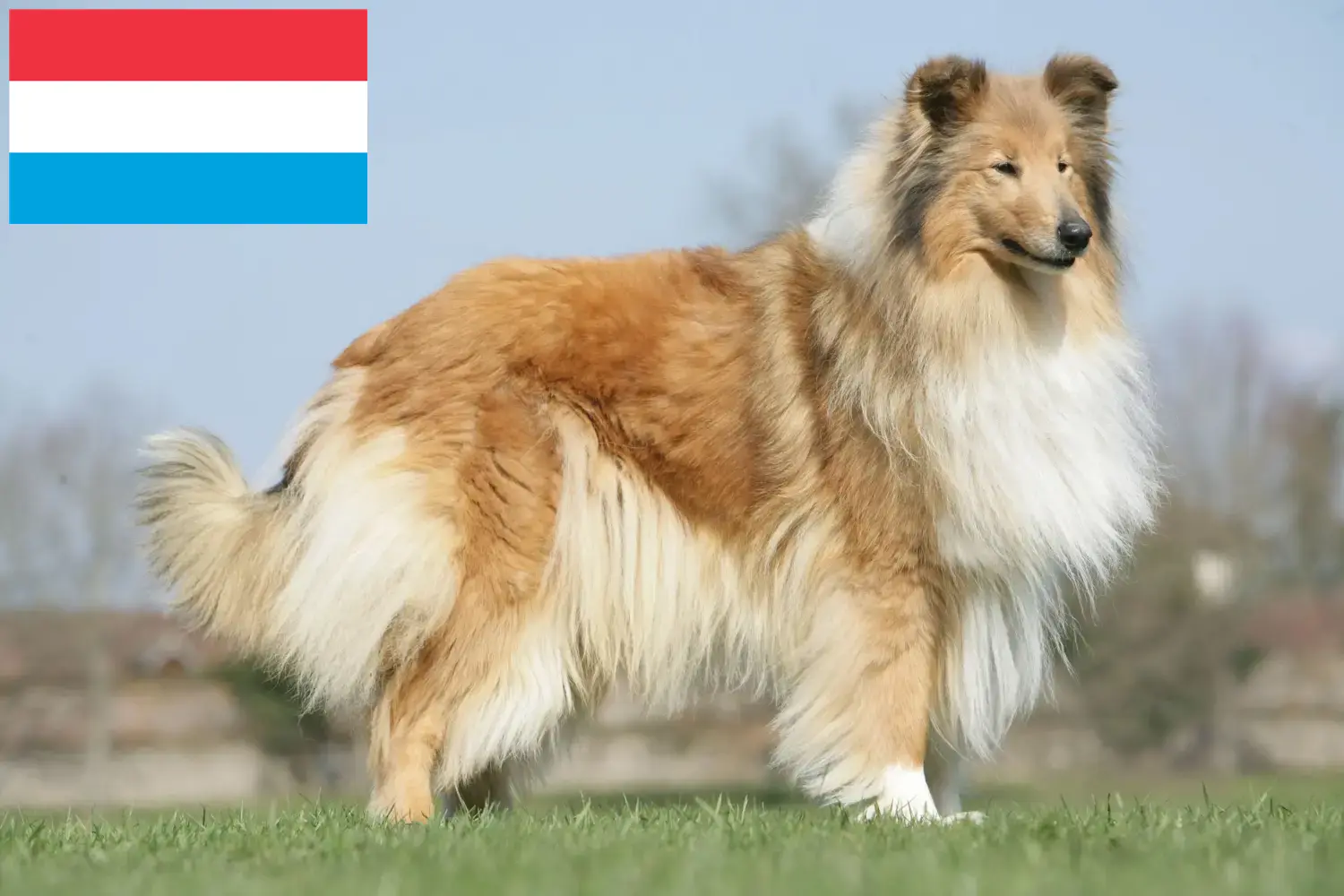 Szczenięta collie i hodowcy Luksemburg Tutaj znajdziesz hodowców collie w Luksemburg.