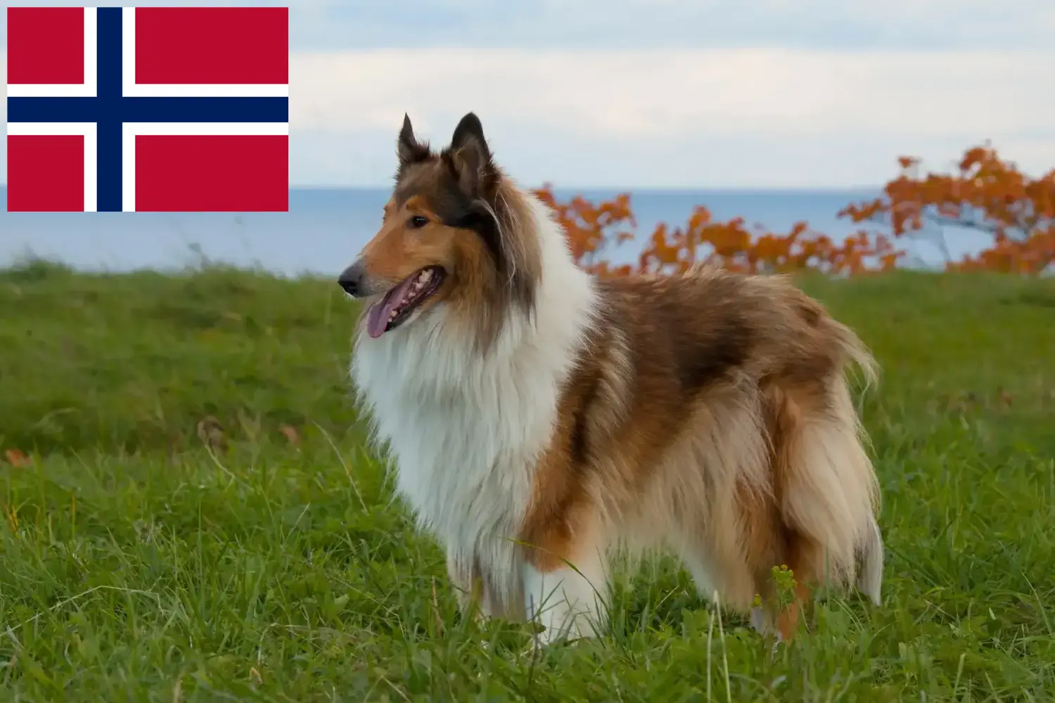 Szczenięta collie i hodowcy Norwegia Tutaj znajdziesz hodowców rasy Collie w Norwegia.