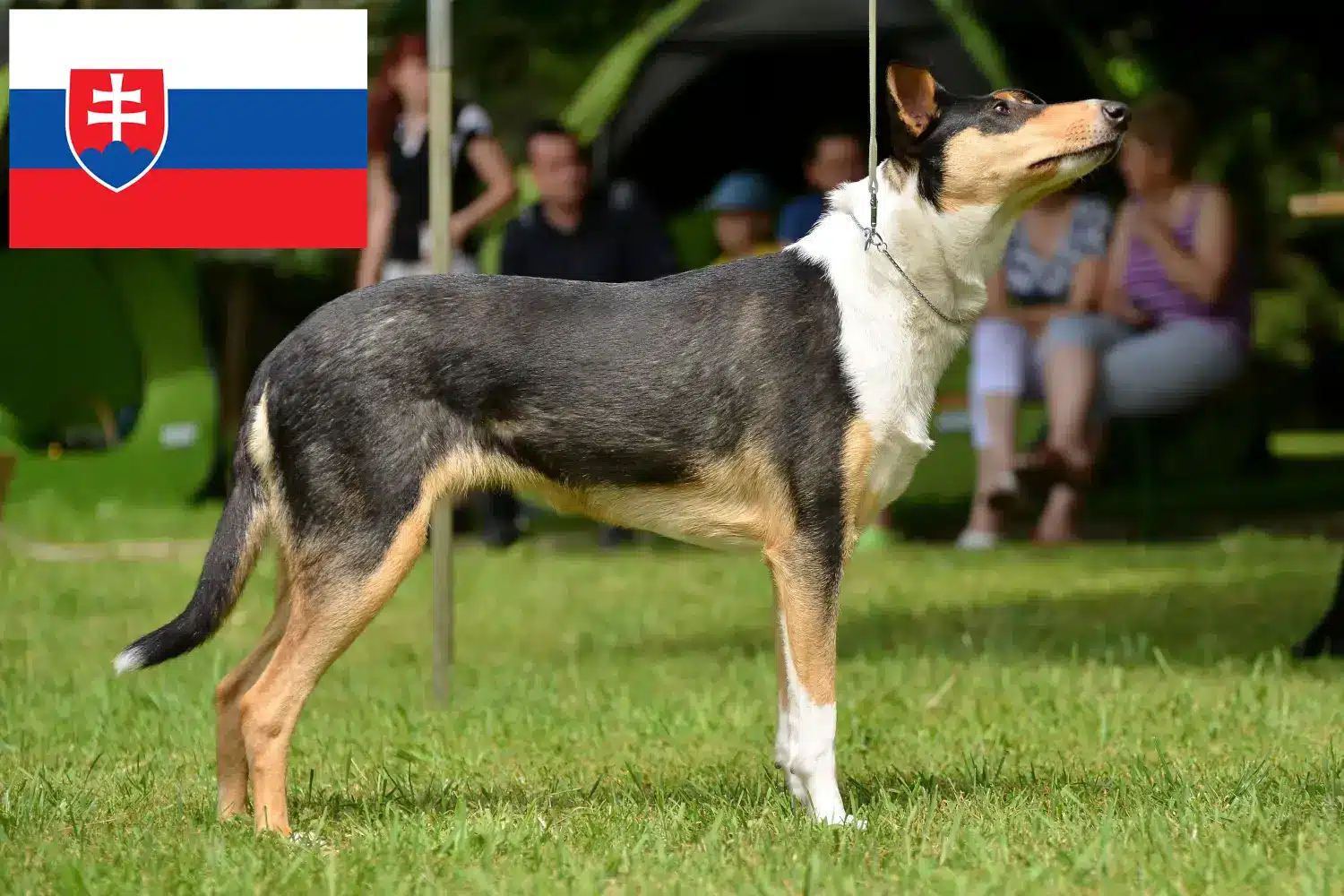 Collie szczenięta i hodowcy Słowacja Tutaj znajdziesz hodowców collie w Słowacja.