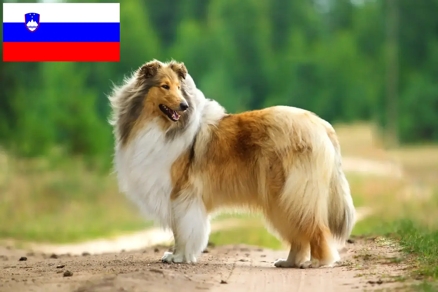 Collie szczenięta i hodowcy Słowenia Tutaj możesz znaleźć hodowców collie w Słowenia.