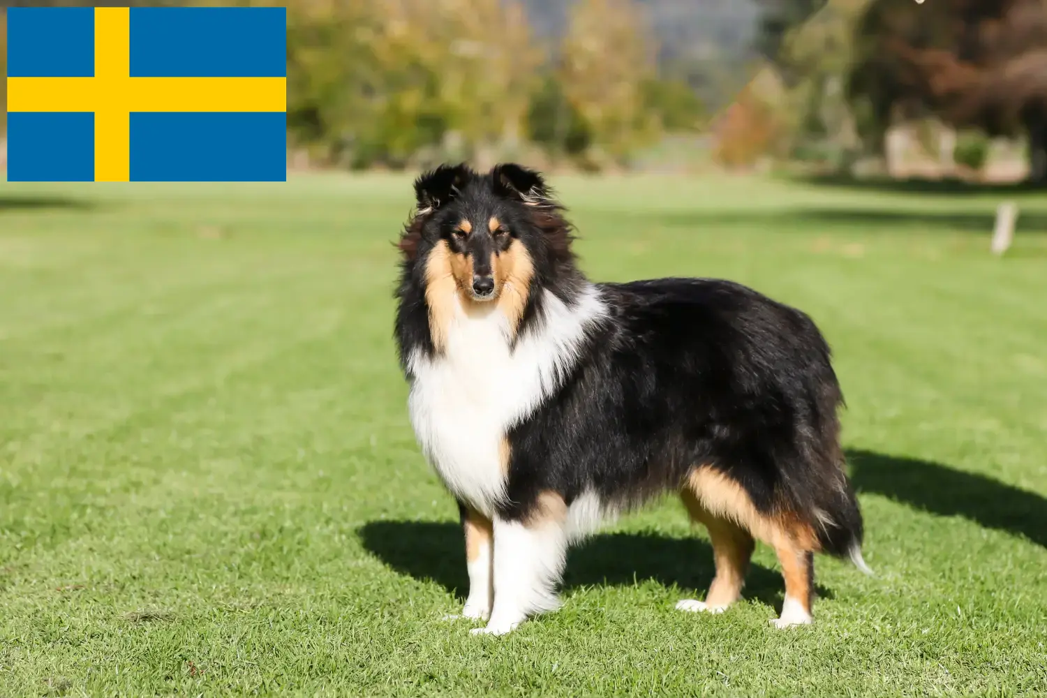 Szczenięta collie i hodowcy Szwecja Tutaj znajdziesz hodowców rasy Collies w Szwecja.