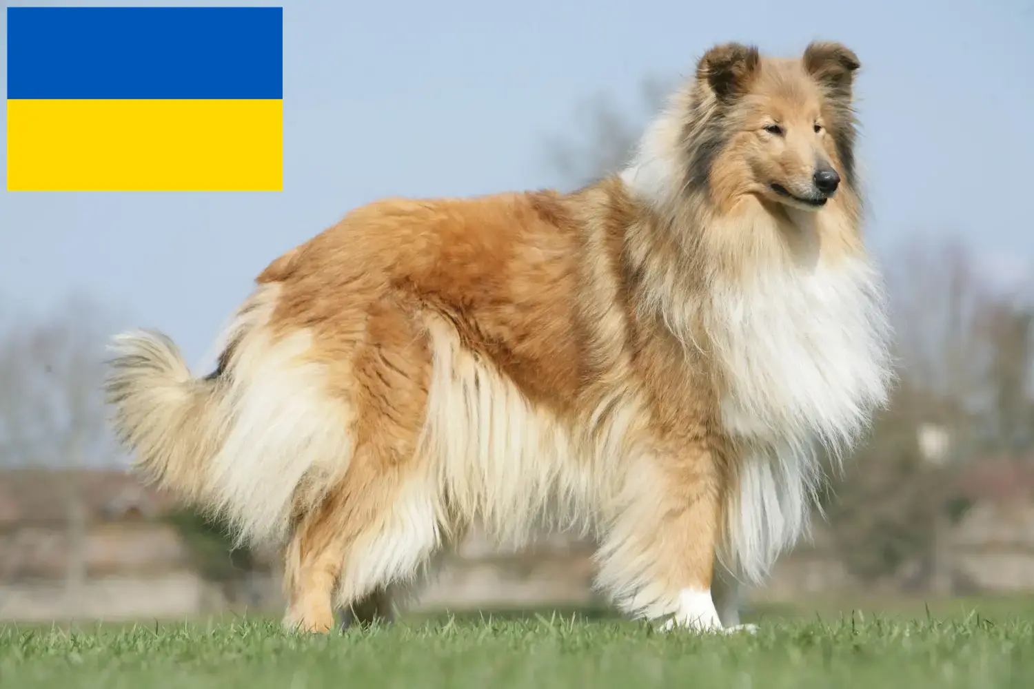 Szczenięta collie i hodowcy Ukraina Tutaj znajdziesz hodowców collie w Ukraina.