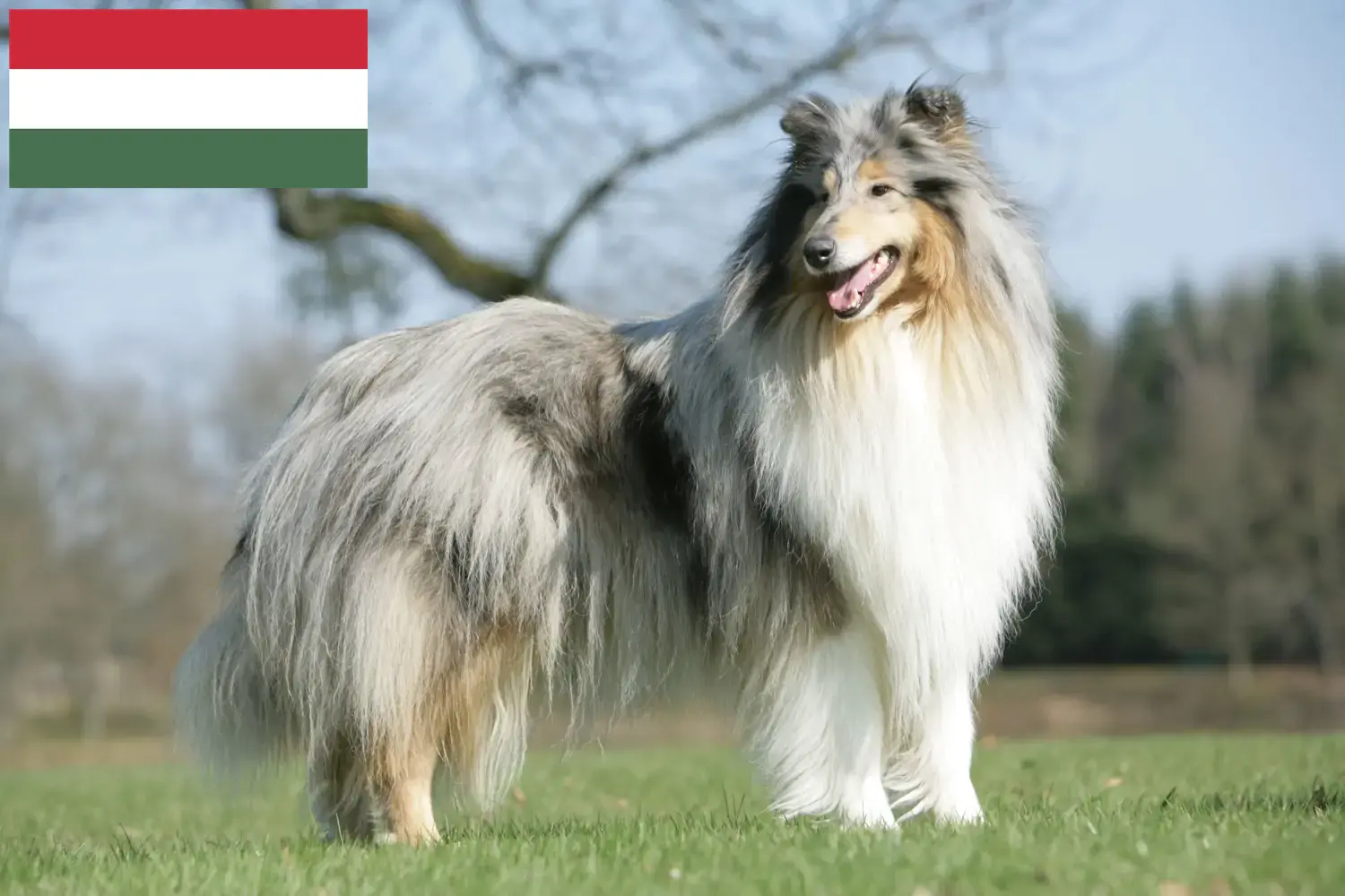 Szczeniaki collie i hodowcy Węgry Tutaj znajdziesz hodowców rasy Collie w Węgry.