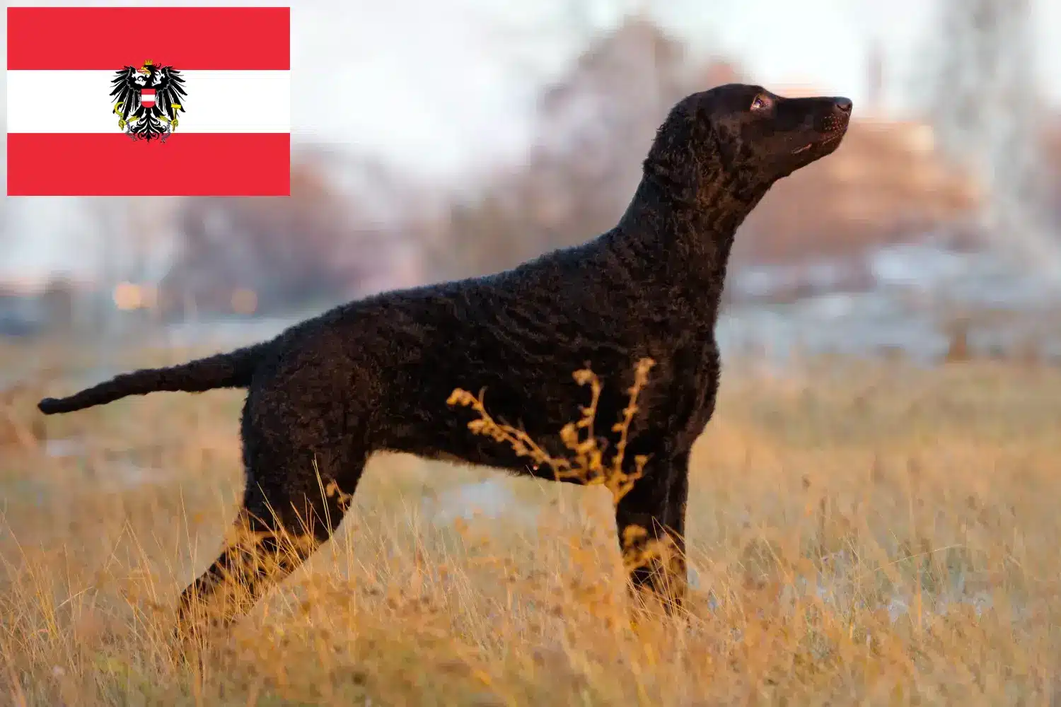 Retriever kędzierzawy szczenięta i hodowcy Austria Tutaj znajdziesz hodowców Curly Coated Retriever w Austria.