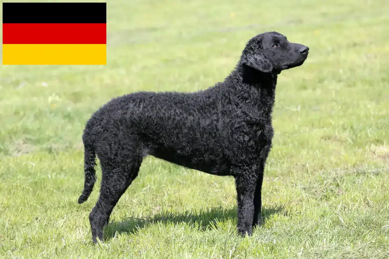 Retriever kędzierzawy szczenięta i hodowcy Niemcy Tutaj znajdziesz hodowców Curly Coated Retriever w Niemcy.