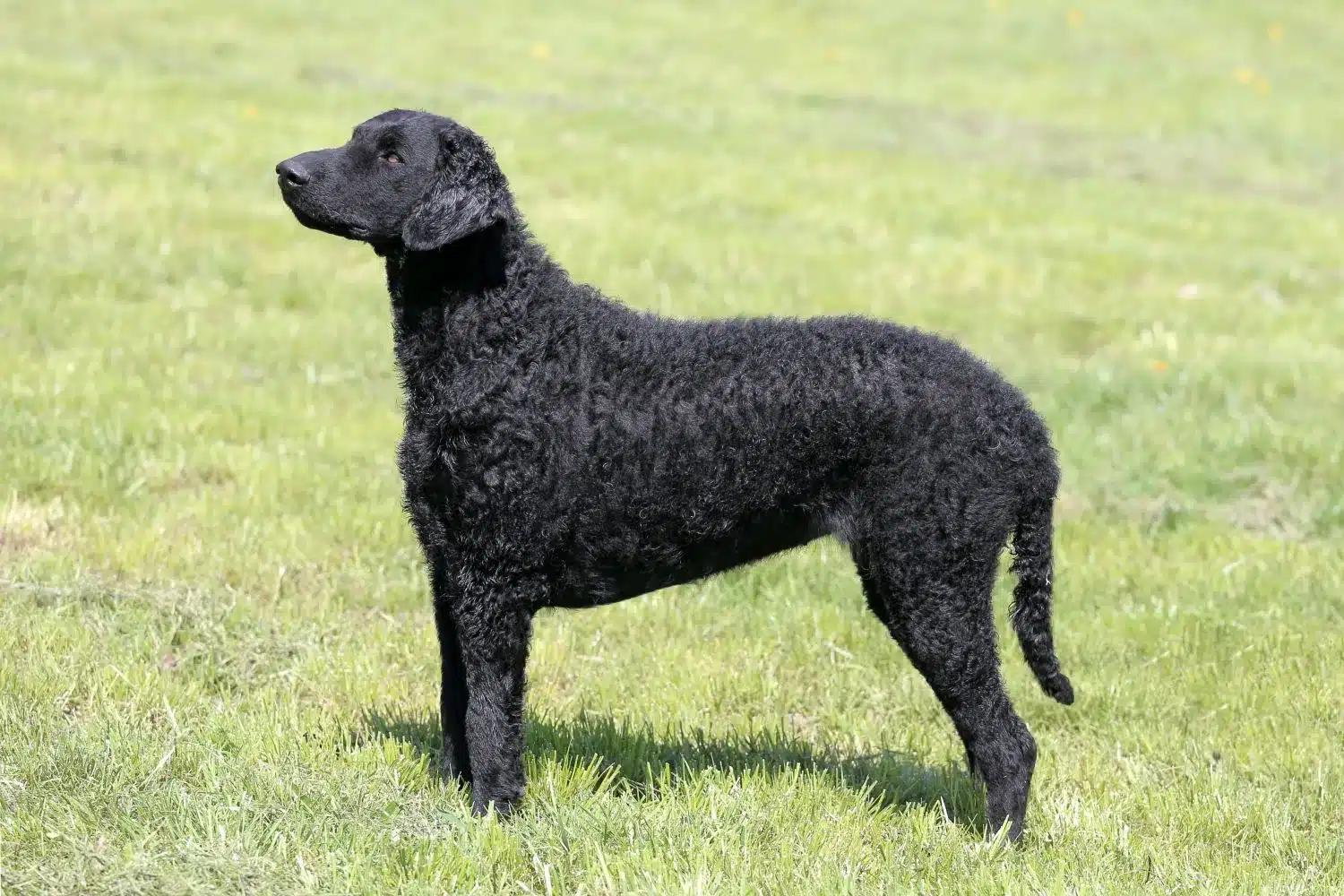 Retriever kędzierzawy - szczenięta i hodowcy Tutaj możesz znaleźć hodowców Curly Coated Retriever near you.