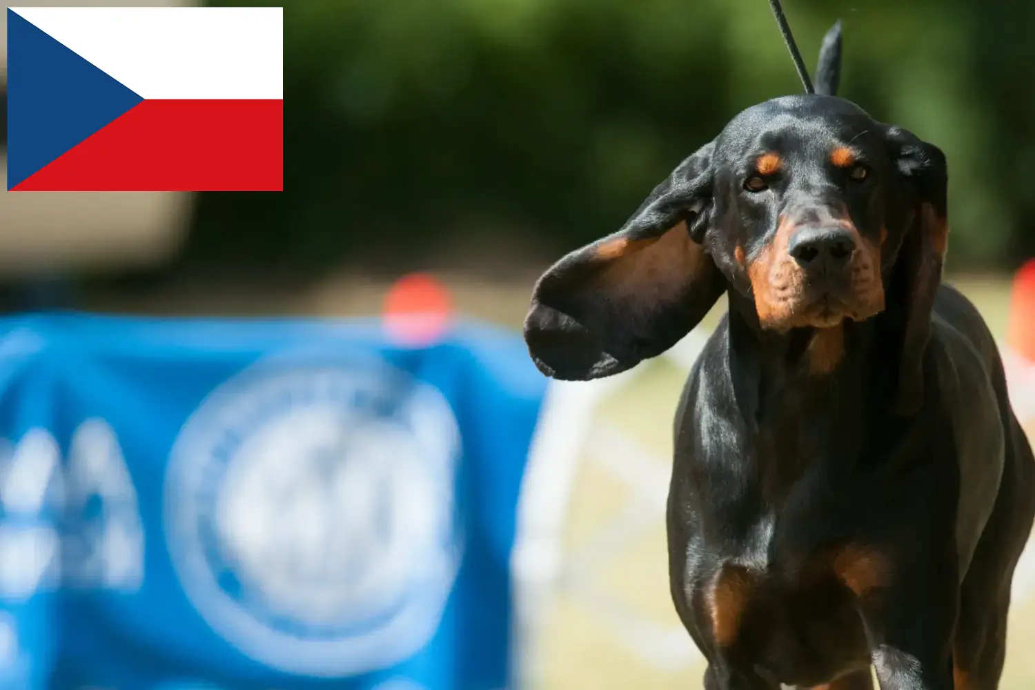 Czarny i brązowy Coonhound szczenięta i hodowcy Republika Czeska Znajdź hodowców czarnych i podpalanych coonhoundów w Czechy.